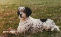 Setter Anglais DORISS DE L'ECHO DE LA FORET Setter Anglais DORISS DE L'ECHO DE LA FORET